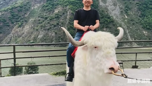 牦牛坐骑