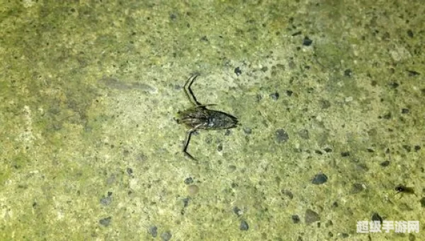 大虫子